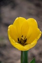 Bright colorful Tulip blossoms in spring. Yellow tulips Royalty Free Stock Photo