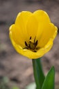 Bright colorful Tulip blossoms in spring. Yellow tulips Royalty Free Stock Photo
