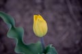 Bright colorful Tulip blossoms in spring. Yellow tulips Royalty Free Stock Photo