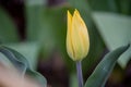 Bright colorful Tulip blossoms in spring. Yellow tulips Royalty Free Stock Photo