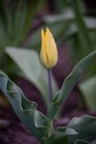 Bright colorful Tulip blossoms in spring. Yellow tulips Royalty Free Stock Photo