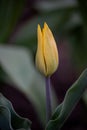 Bright colorful Tulip blossoms in spring. Yellow tulips Royalty Free Stock Photo