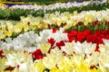 Bright colorful tulip flower beds close-up in the tulip festival Royalty Free Stock Photo