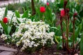 Bright colorful Tulips and Arabis caucasica flowers flowerbed with green leaves blossoms in the garden in spring and summer