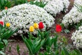 Bright colorful Tulips and Arabis caucasica flowers flowerbed with green leaves blossoms in the garden in spring and summer season Royalty Free Stock Photo