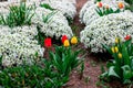 Bright colorful Tulips and Arabis caucasica flowers flowerbed with green leaves blossoms in the garden in spring and summer season Royalty Free Stock Photo