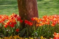 Bright colorful tulips as floral background