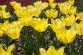 Bright colorful Tulips blossoms in spring Royalty Free Stock Photo