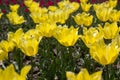 Bright colorful Tulips blossoms in spring Royalty Free Stock Photo