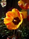 Bright, colorful tulips. Yellow, red, orange with red veins tulips in a bouquet Royalty Free Stock Photo