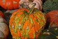 Colorful knucklehead pumpkin closeup Royalty Free Stock Photo