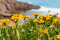 Bright and colorful yellow coastal flowers nature background