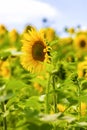 Bright colorful yellow field of sunflowers. Royalty Free Stock Photo