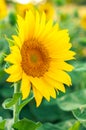 Bright colorful yellow flower of a sunflower close up against a field of sunflowers Royalty Free Stock Photo