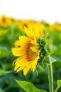 Bright colorful yellow flower of a sunflower close up against a field of sunflowers Royalty Free Stock Photo