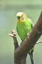 Bright Colorful Yellow and Green Common Parakeet in a Tree