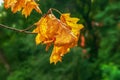 Bright colorful yellow leaves in autumn colors in sunlight on a dark green background. Blurred background, selective focus Royalty Free Stock Photo