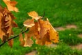 Bright colorful yellow leaves in autumn colors in sunlight on a dark green background. Blurred background, selective focus Royalty Free Stock Photo