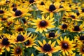 Bright and colorful yellow and orange rudbeckia flowers