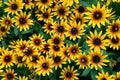 Bright and colorful yellow and orange rudbeckia flowers