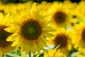 Bright colorful yellow sunflower in a field, with many other sunflowers defocused in background Royalty Free Stock Photo