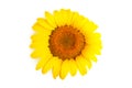 Bright colorful yellow sunflower isolated on white background Royalty Free Stock Photo