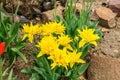 Bright colorful yellow Tulip blossoms in spring Royalty Free Stock Photo