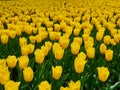Bright colorful yellow Tulip blossoms in spring Royalty Free Stock Photo