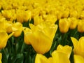 Bright colorful yellow Tulip blossoms in spring Royalty Free Stock Photo