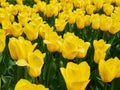 Bright colorful yellow Tulip blossoms in spring Royalty Free Stock Photo