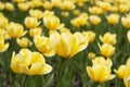 Bright colorful yellow tulip blossoms in spring Royalty Free Stock Photo