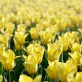 Bright colorful yellow tulip blossoms in spring time Royalty Free Stock Photo