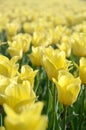 Bright colorful yellow tulip blossoms in spring time Royalty Free Stock Photo