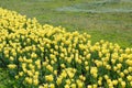 Bright colorful yellow tulip blossoms in spring time Royalty Free Stock Photo