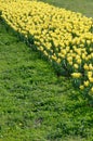 Bright colorful yellow tulip blossoms in spring time Royalty Free Stock Photo