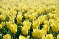 Bright colorful yellow tulip blossoms in spring time Royalty Free Stock Photo