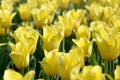 Bright colorful yellow tulip blossoms in spring time Royalty Free Stock Photo