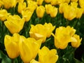 Bright colorful yellow tulips. Tulip blossoms in spring Royalty Free Stock Photo