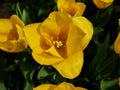 Bright colorful yellow tulips. Tulip blossoms in spring Royalty Free Stock Photo