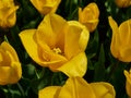 Bright colorful yellow tulips. Tulip blossoms in spring Royalty Free Stock Photo