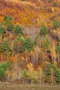 Bright colors of the autumn forest of the Amur River basin Royalty Free Stock Photo