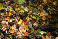 Bright colors of autumn. Leaves and stones in the water. Royalty Free Stock Photo