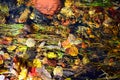 Bright colors of autumn. Leaves and stones in the water. Royalty Free Stock Photo