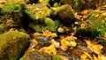 Bright colors of autumn. Leaves in water. Autumn background Royalty Free Stock Photo
