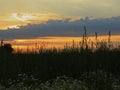 Summer sunset over the field Royalty Free Stock Photo