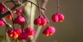 Little pink flowers in the forest in autumn