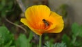 Bright colors of nature, the last days of autumn. The striped wild bee flew into a bright orange flower.