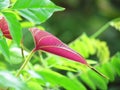 Bright colors of red young leaves stand out among the natural green background. Royalty Free Stock Photo
