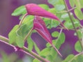 Bright colors of red young leaves stand out among the natural green background Royalty Free Stock Photo