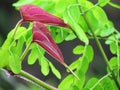 Bright colors of red young leaves stand out among the natural green background Royalty Free Stock Photo